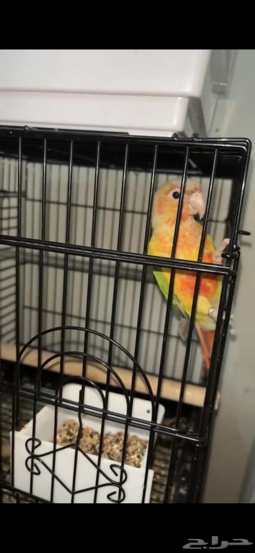 A bird wants to be with me along with a cage63142365742210111
