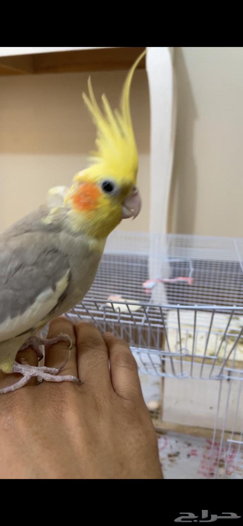 Crown birds, a pair for sale. For more pictures, contact the number.63141870443138117