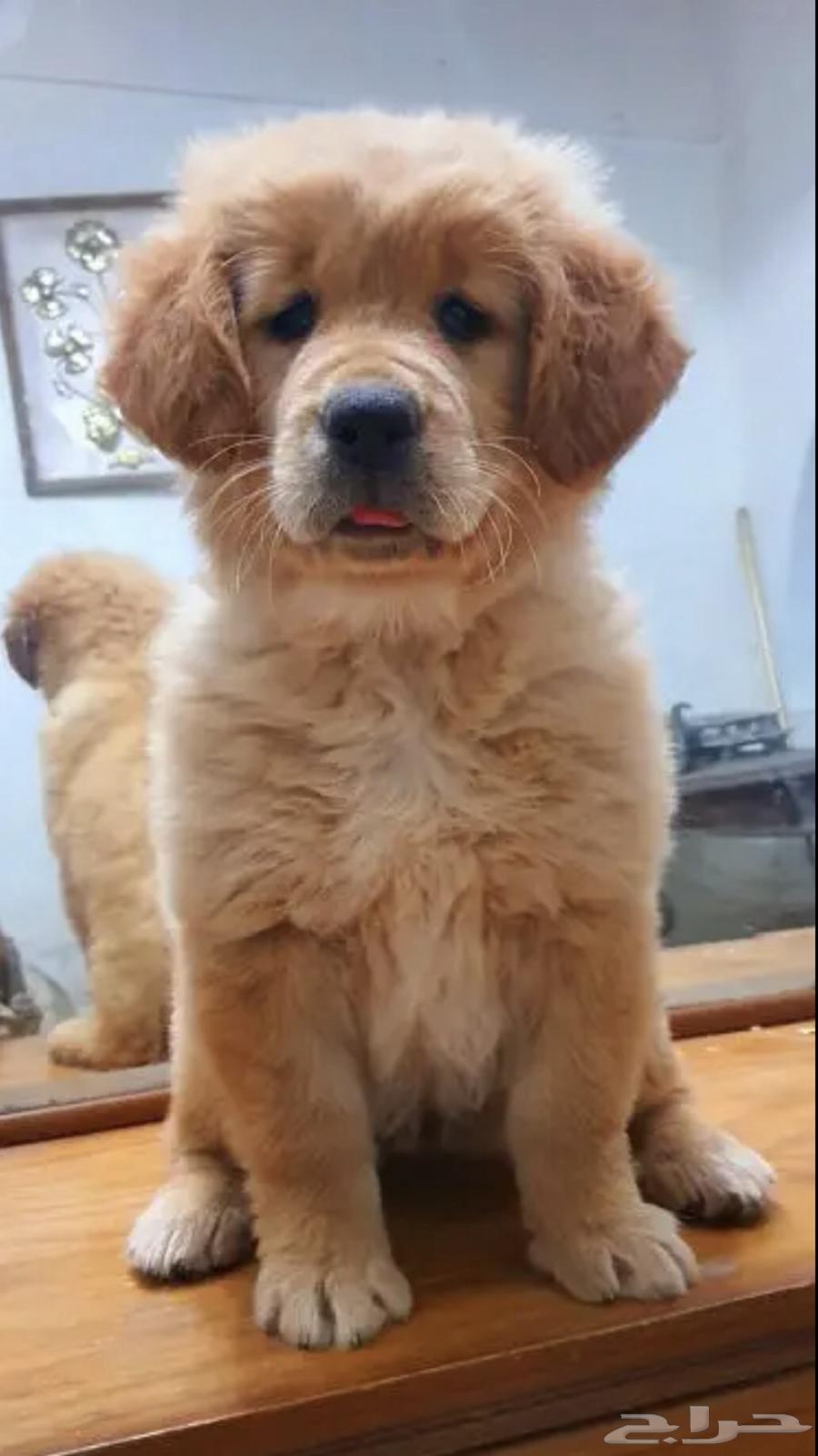 Golden Retriever dog631389342622751126