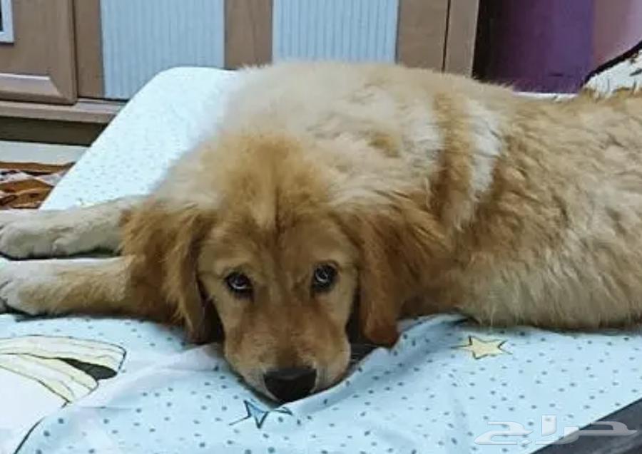 Golden Retriever Golden Retriever63138938219523111