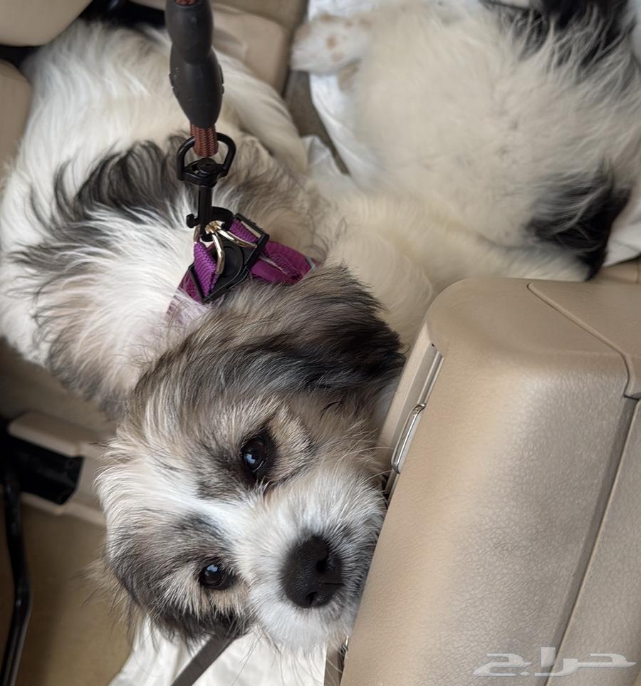 Female dog for sale, Shih Tzu mixed with Maltese63138933699713111