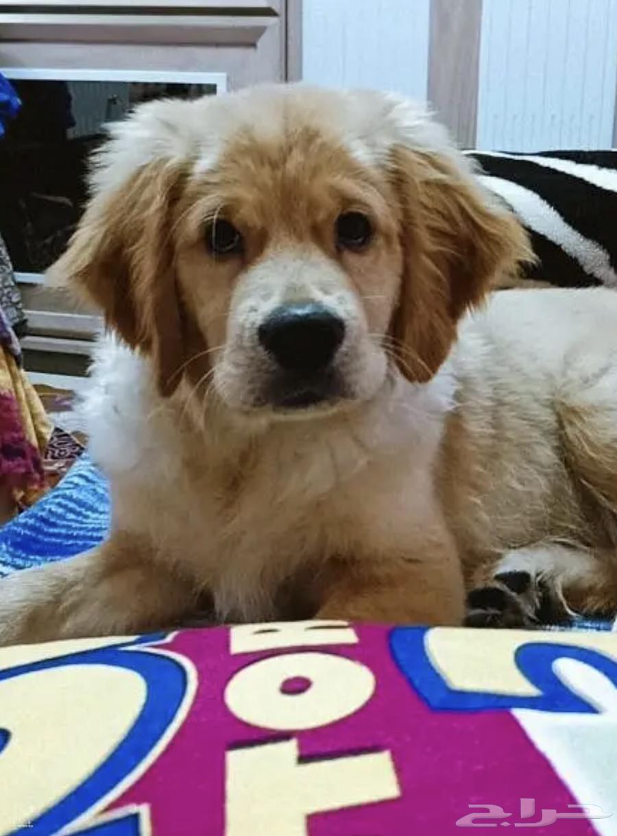 Golden Retriever Golden Retriever631389382195231125