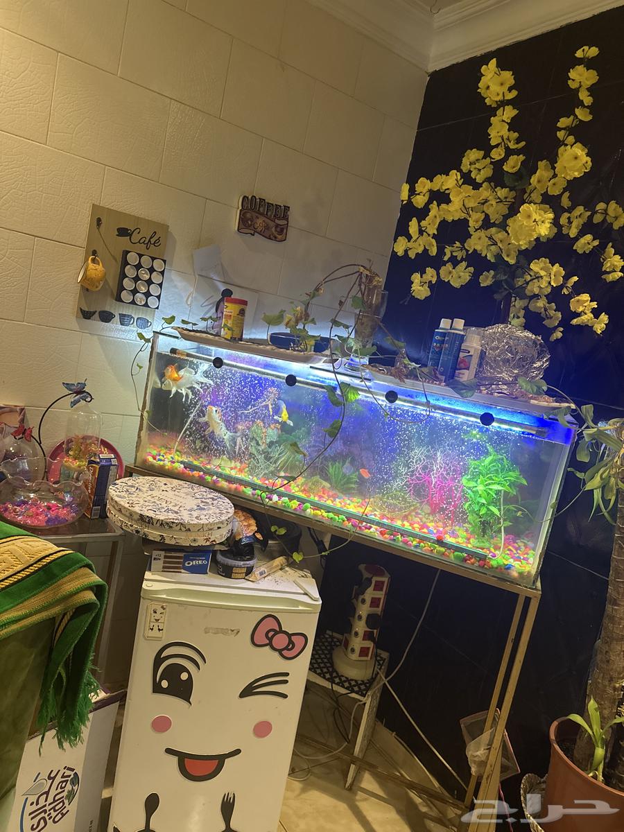 حوض سمك كبير63143238832513113