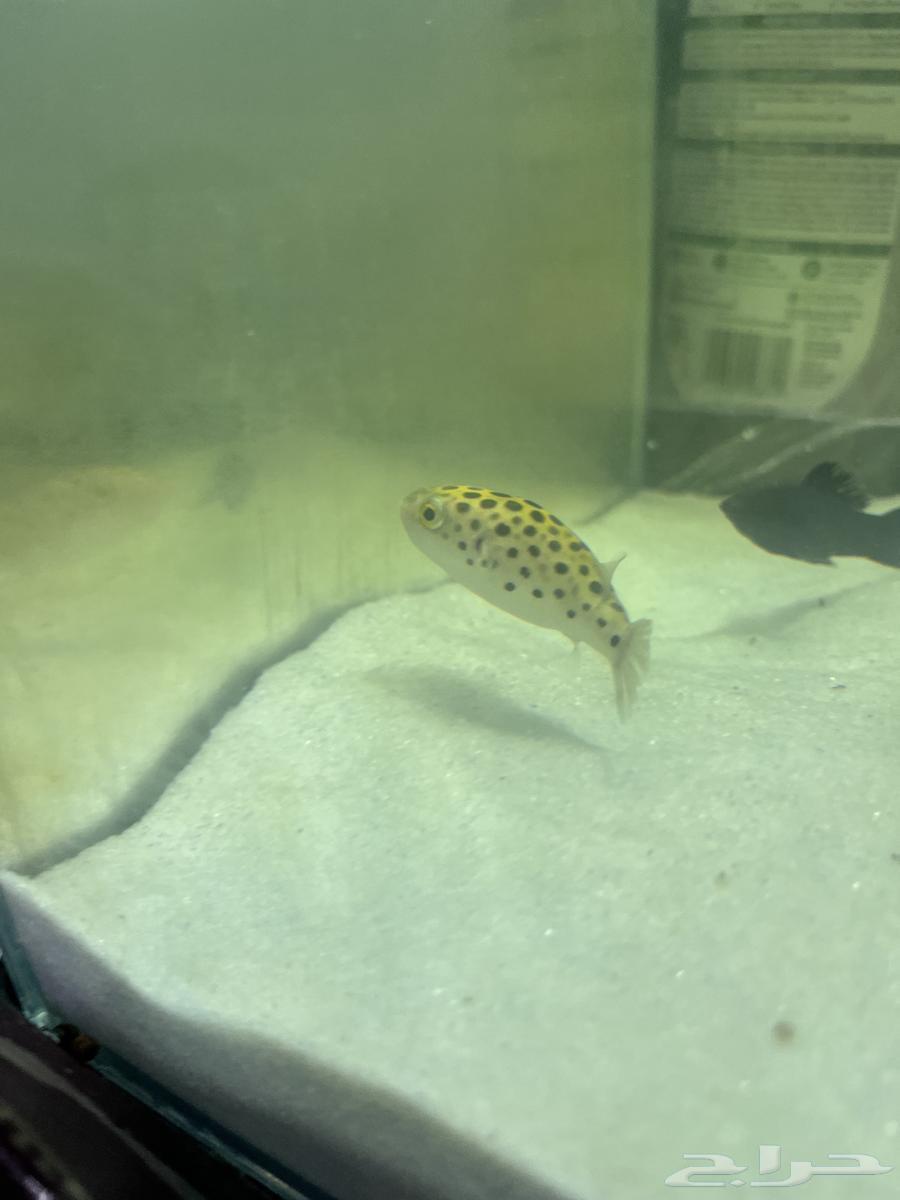 سمك puffer fish للبيع63138028700419114