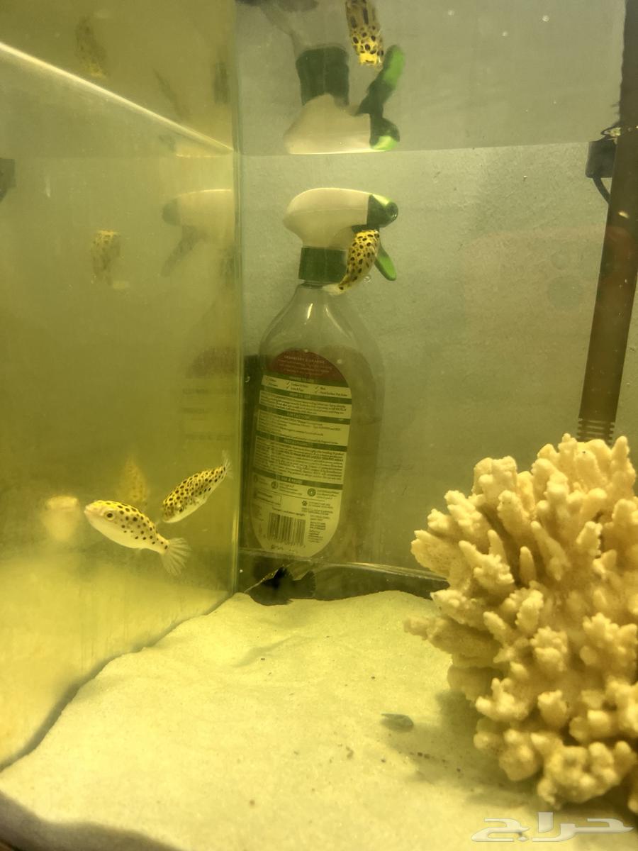 سمك puffer fish للبيع63138028700419113