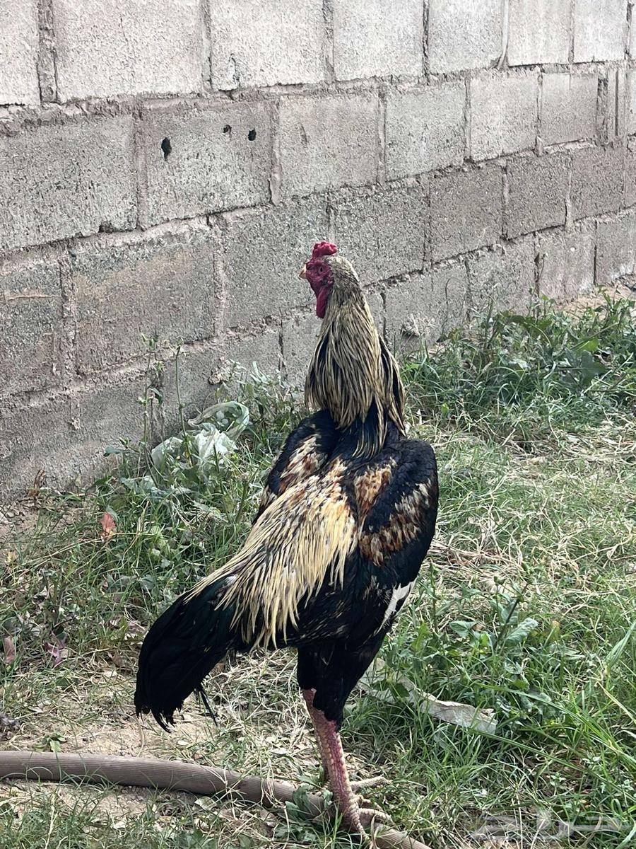 Pakistani rooster for sale63495068918786112