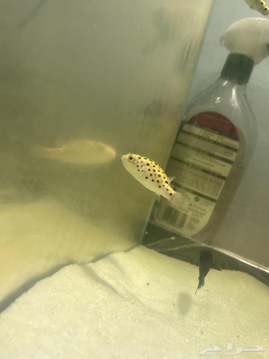 سمك puffer fish للبيع63138028700419111