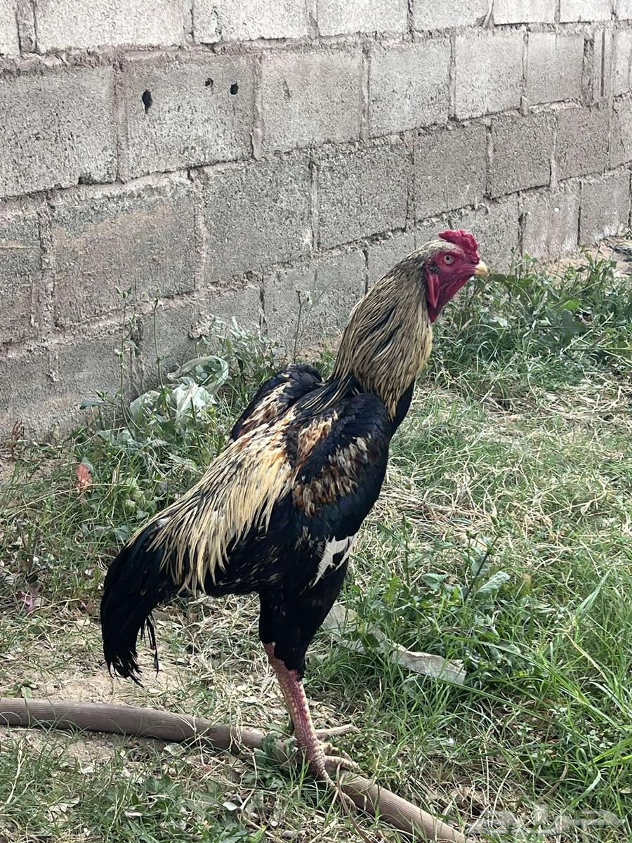Pakistani rooster for sale63495068918786111