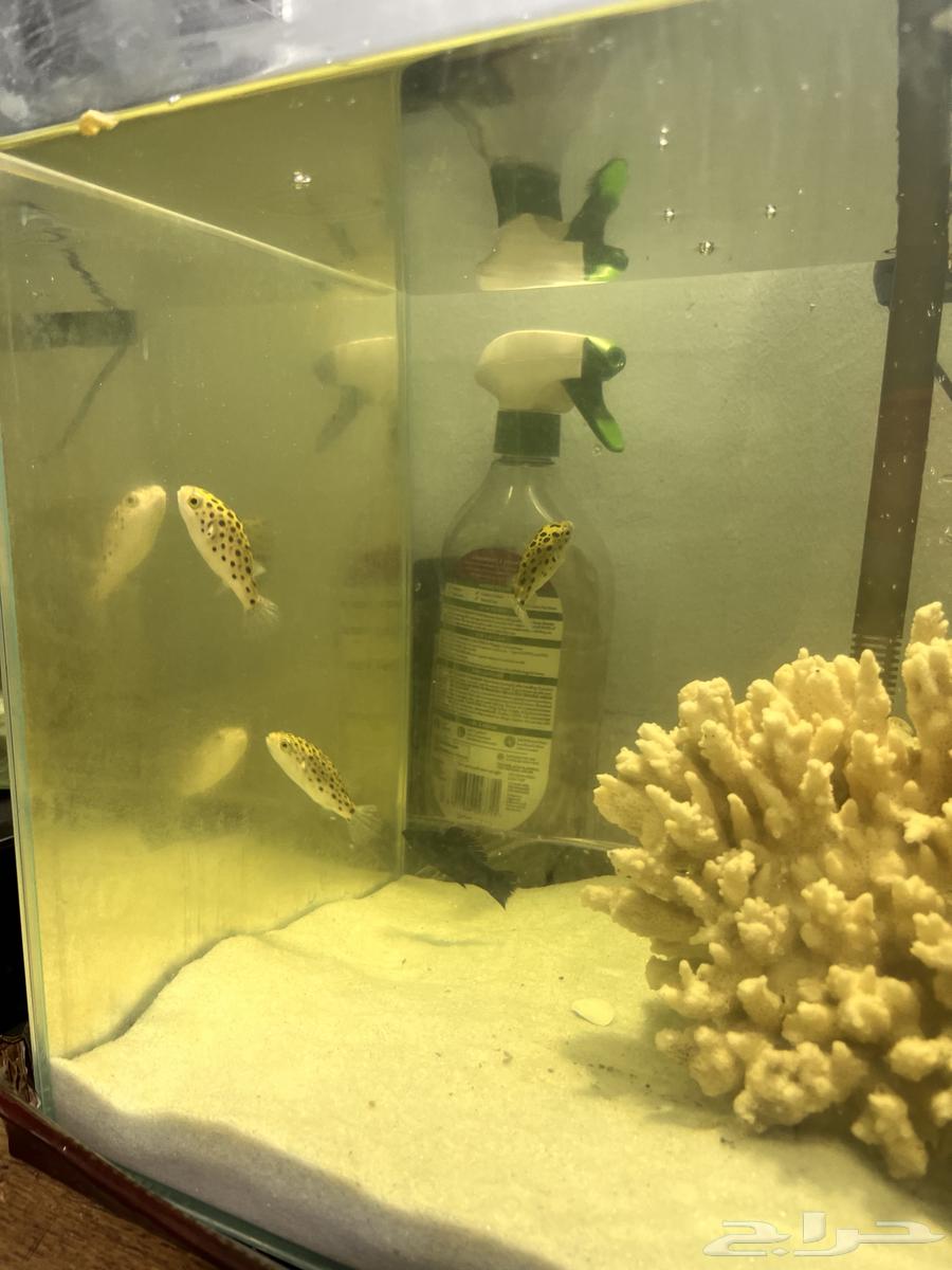 سمك puffer fish للبيع63138028700419112