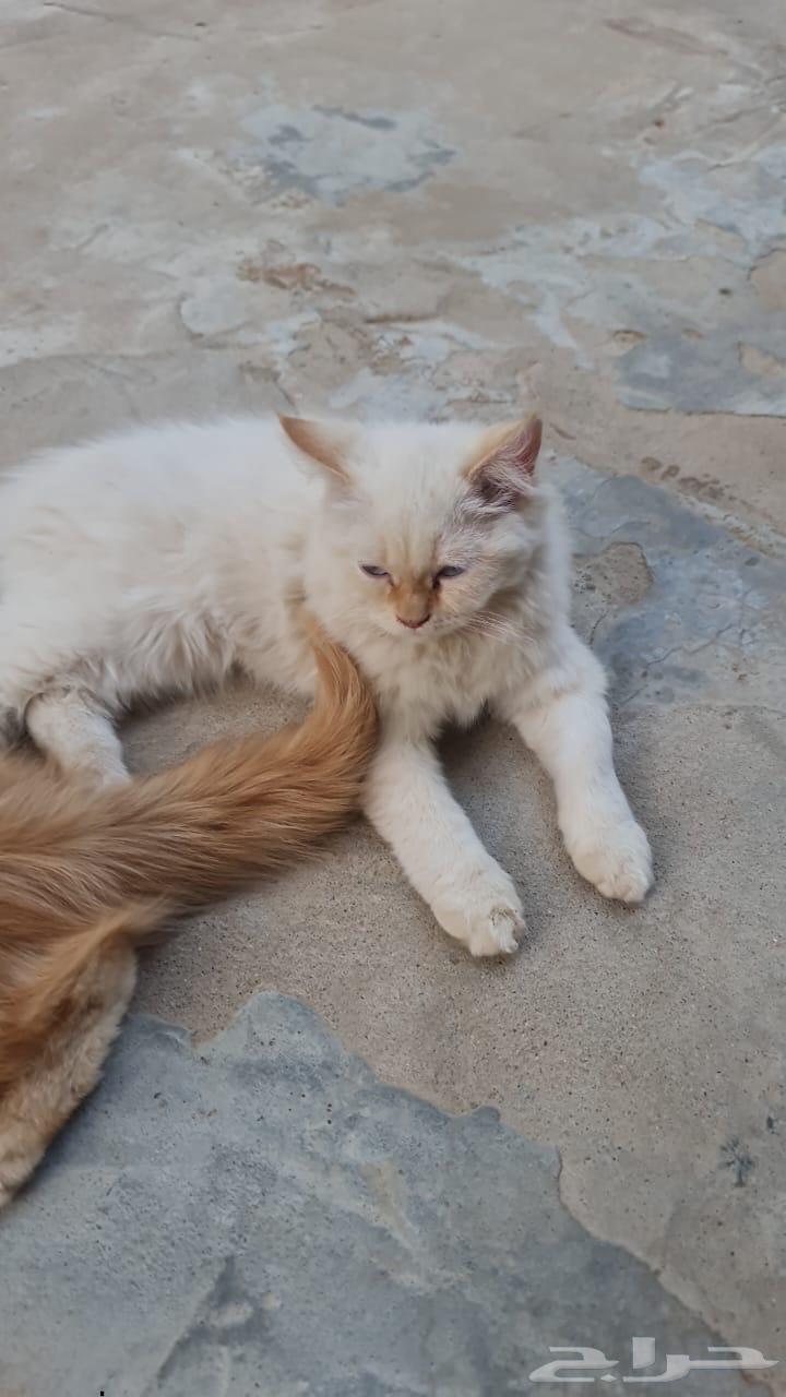 Cats for sale, each one is 200 except those with black on the face, which are 300.63139444360451111