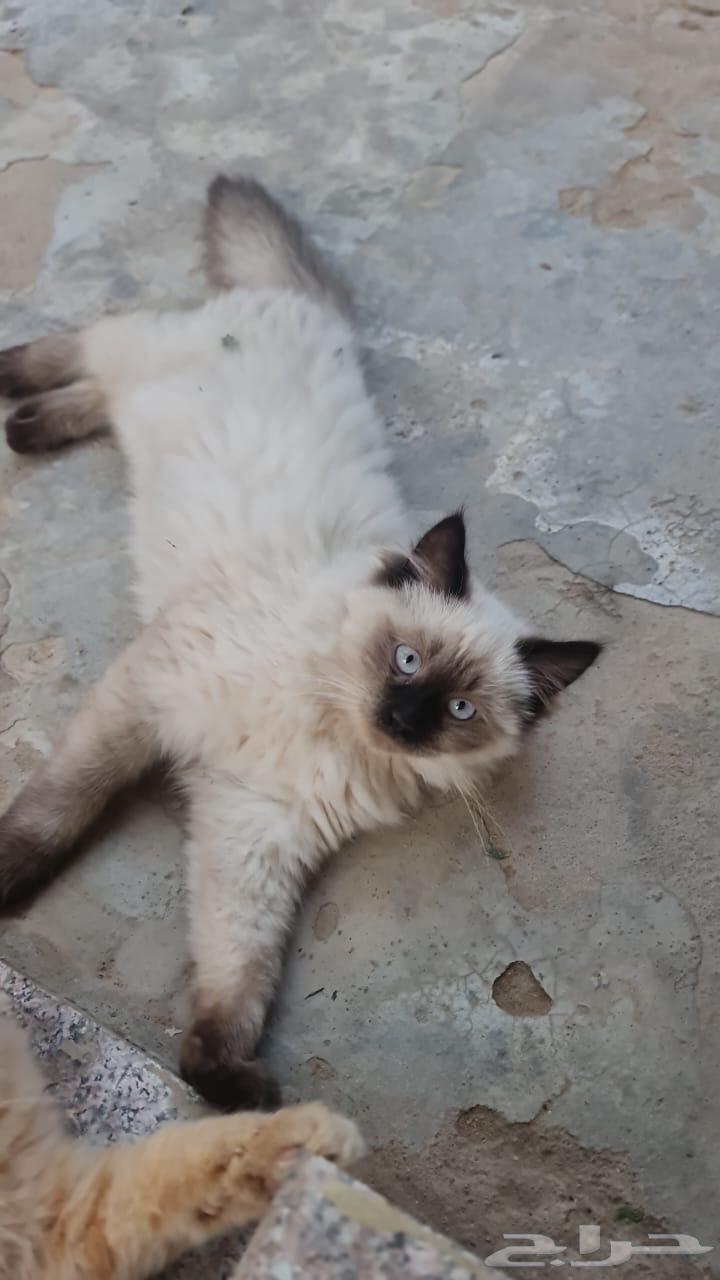 Cats for sale, each one is 200 except those with black on the face, which are 300.63139444360451112