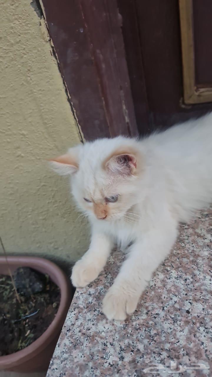 Cats for sale, each one is 200 except those with black on the face, which are 300.63139444360451113