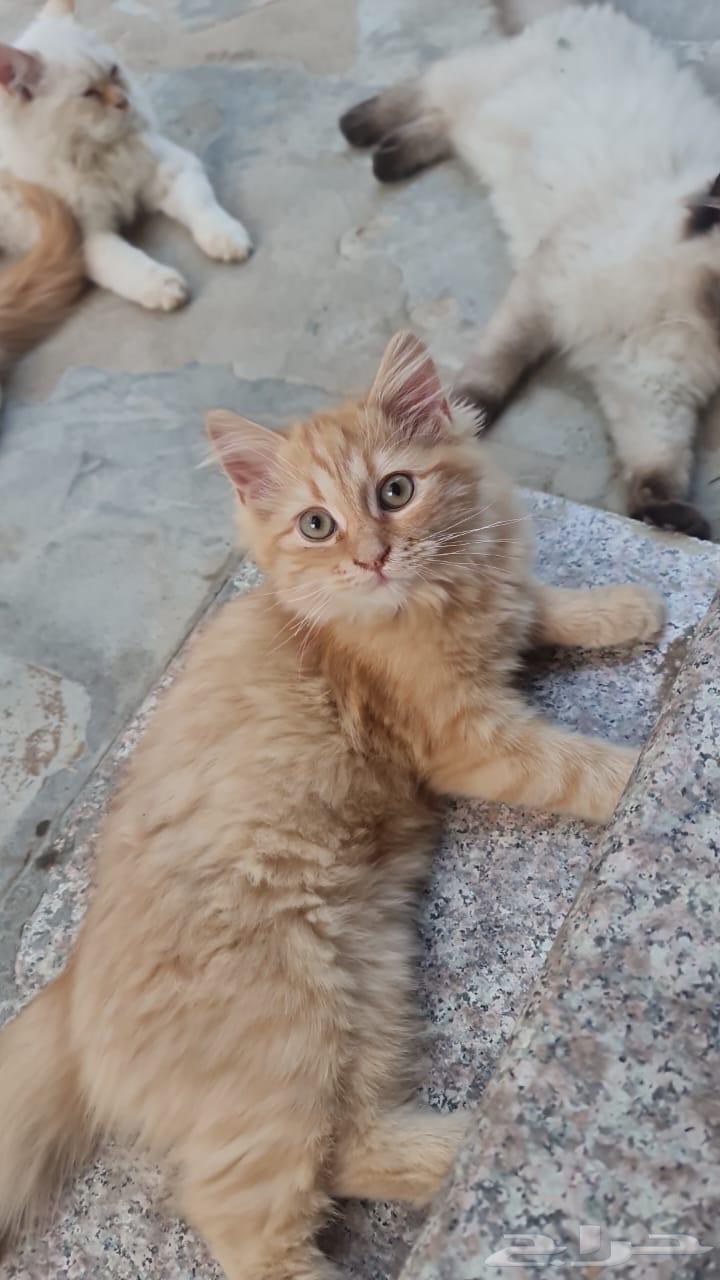 Cats for sale, each one is 200 except those with black on the face, which are 300.63139444360451110