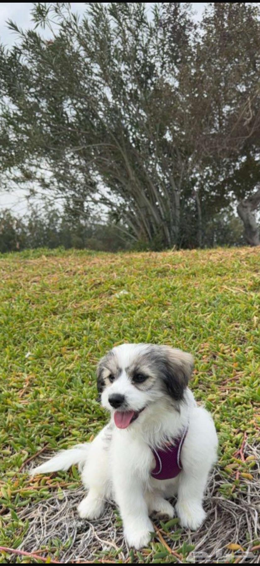 Female dog for sale, Shih Tzu mixed with Maltese631389336997131127