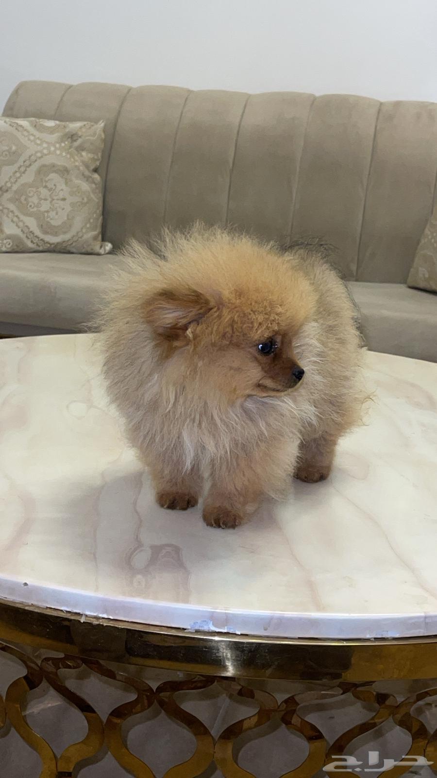 بومرينيان Pomerania للبيع او البدل For sale or exchange63495934371457112