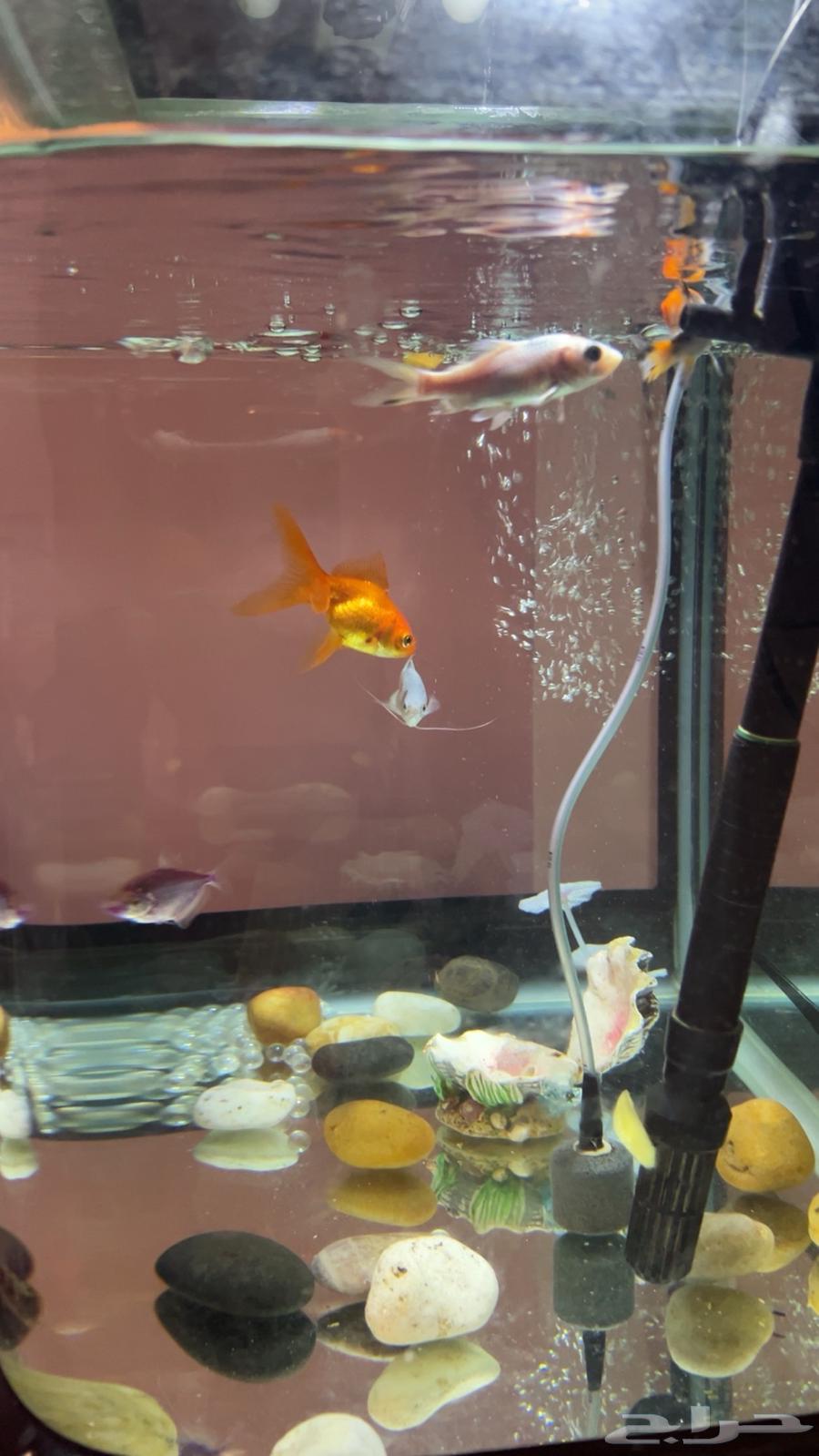 A fish pond with fish63138064698497112