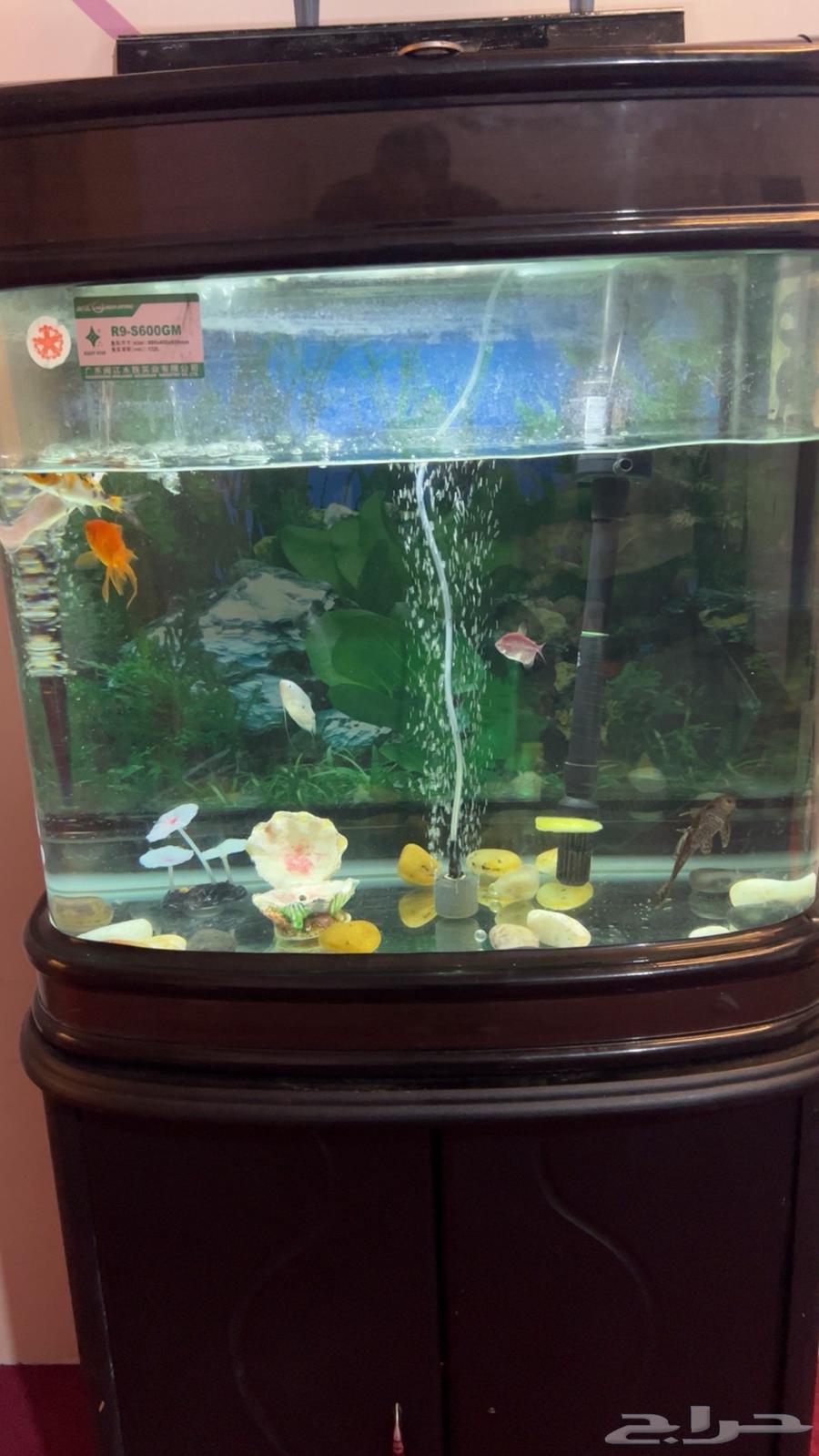A fish pond with fish63138064698497111