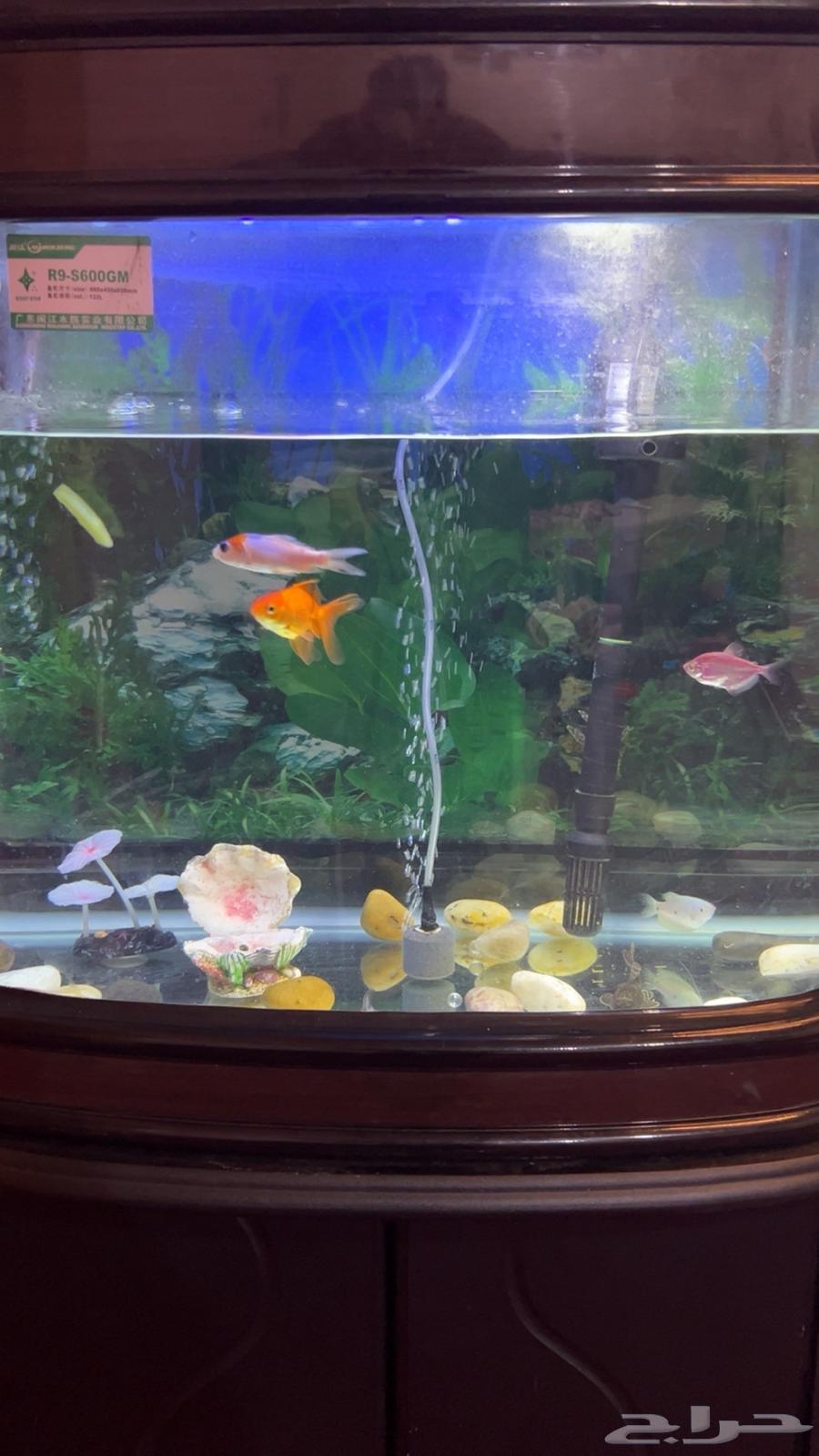 A fish pond with fish63138064698497114