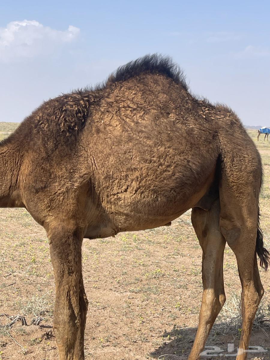 قعدان للبيع63667679712386112