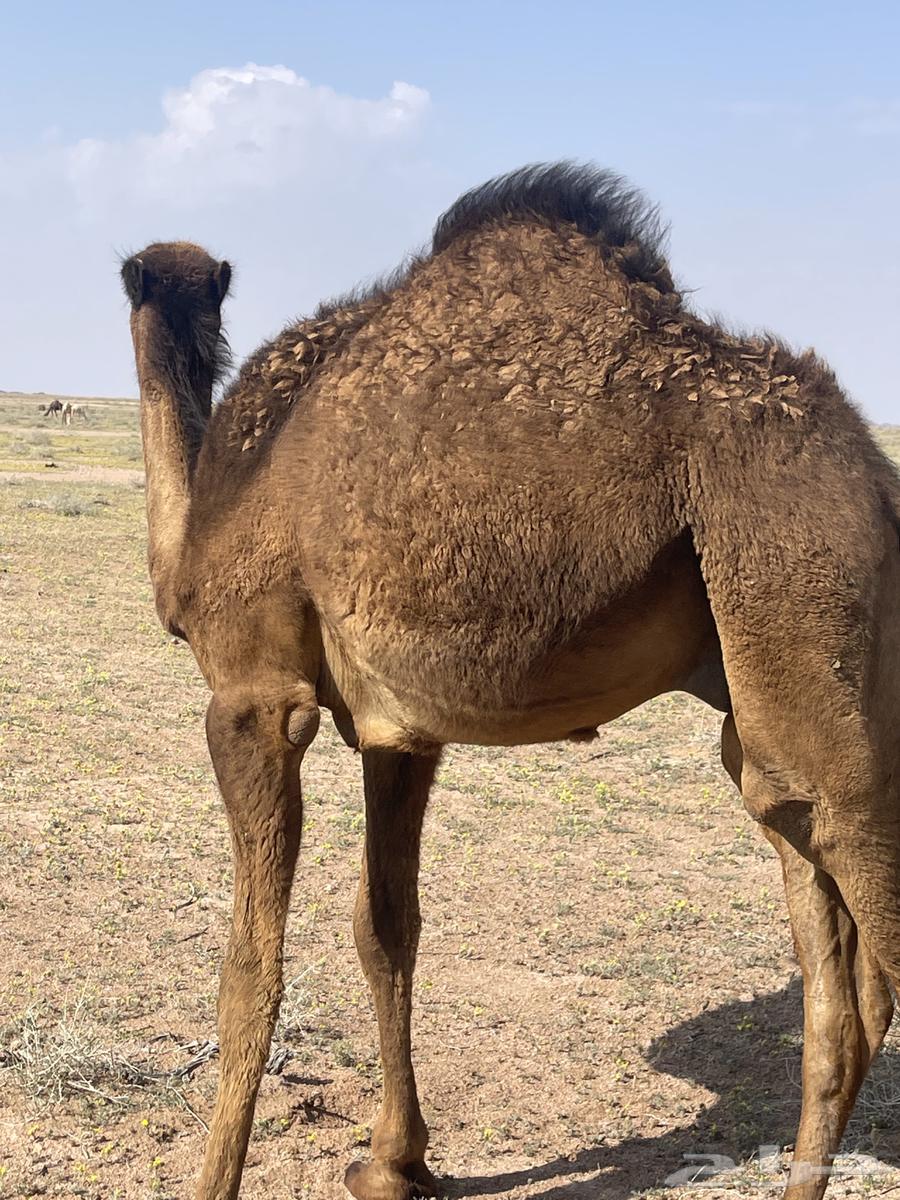 قعدان للبيع63667679712386111