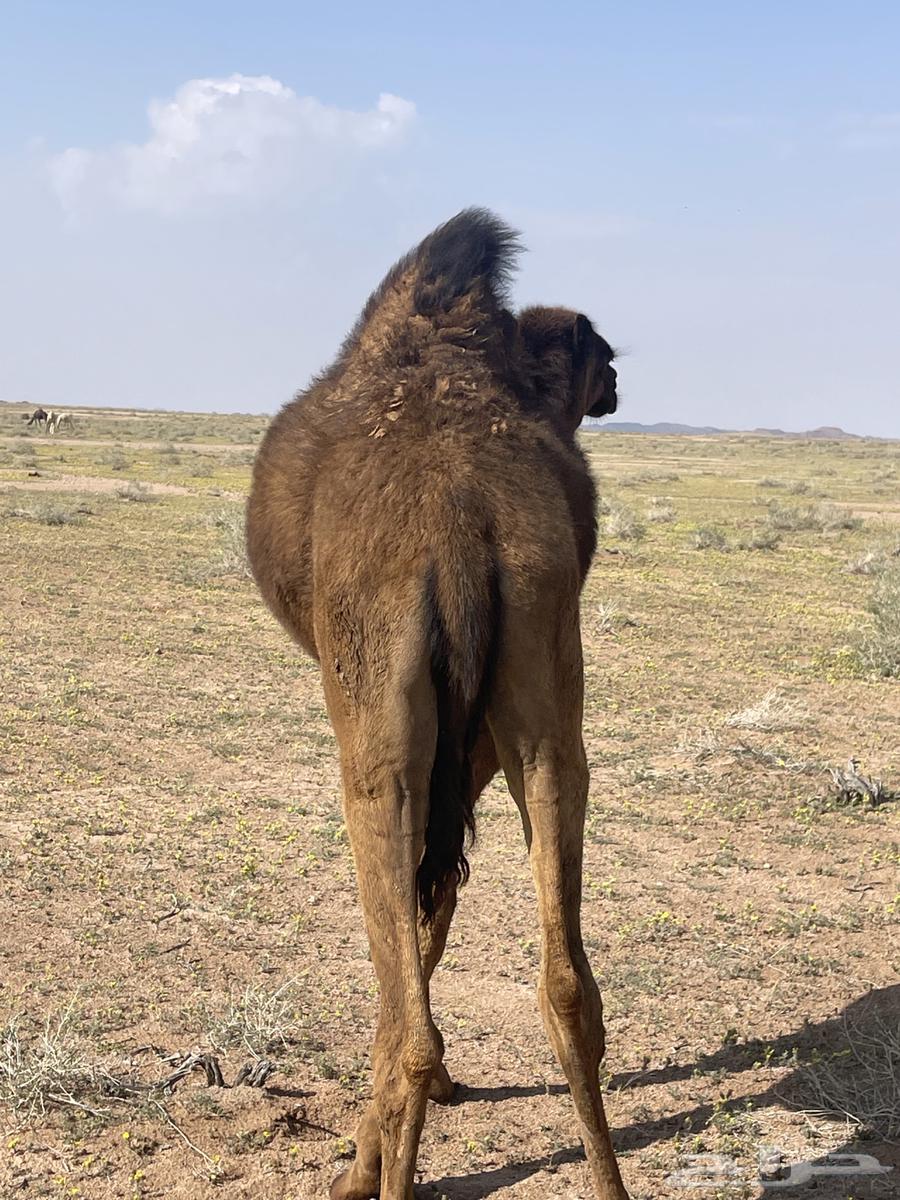 قعدان للبيع63667679712386110