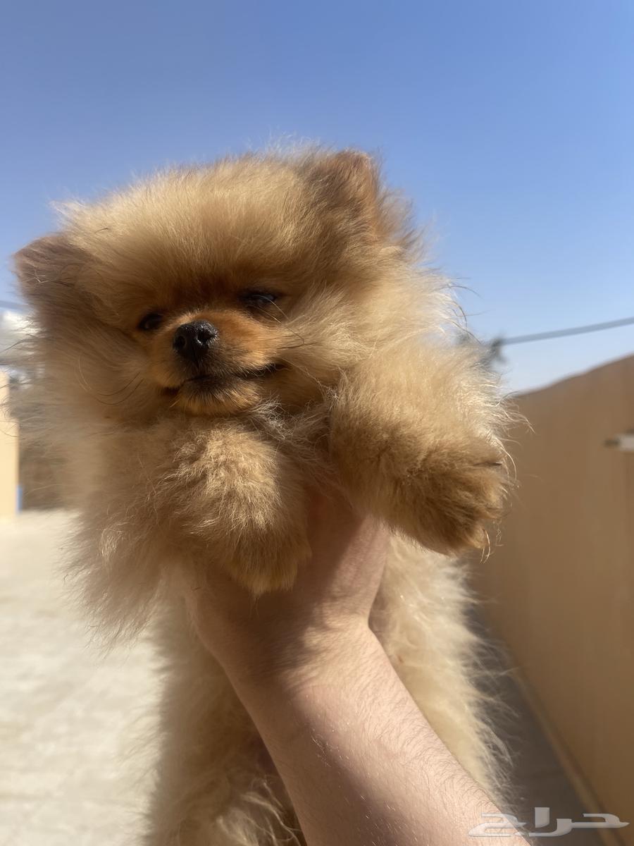 بومرينيان Pomerania للبيع او البدل For sale or exchange63495934371457113