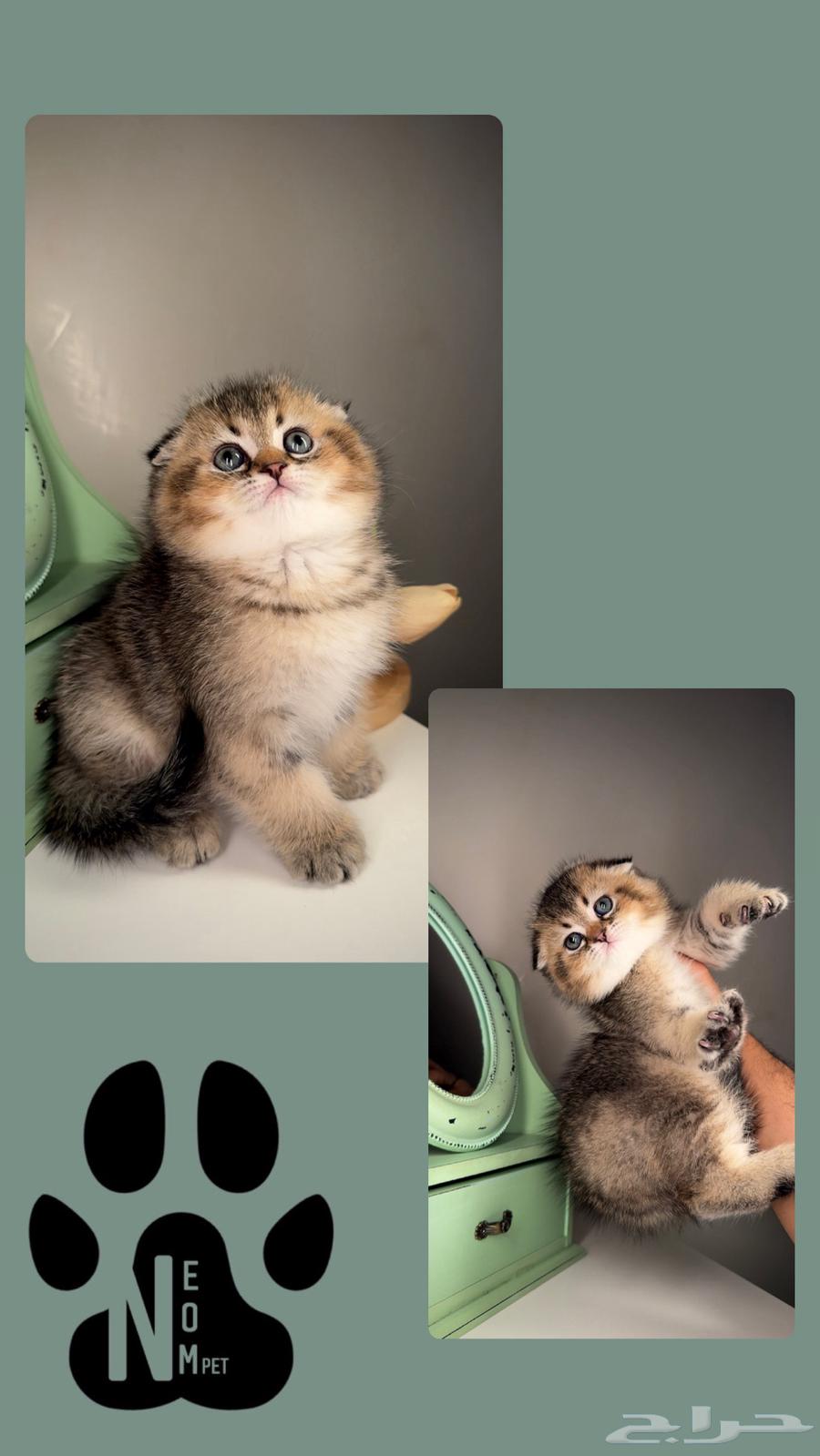 Scottish Fold kittens for sale, male and female, Persian kittens63493607167875112