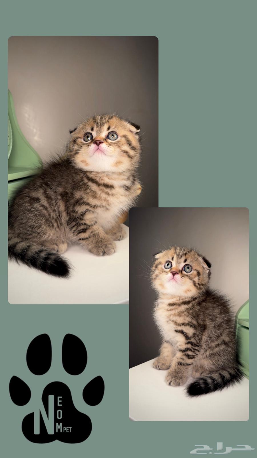 Scottish Fold kittens for sale, male and female, Persian kittens63493607167875113