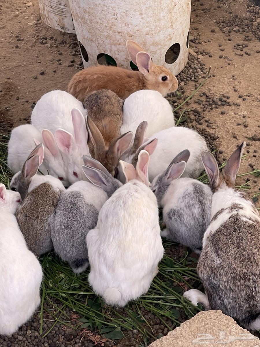 Rabbits for sale, French and local breeds631347448762891125