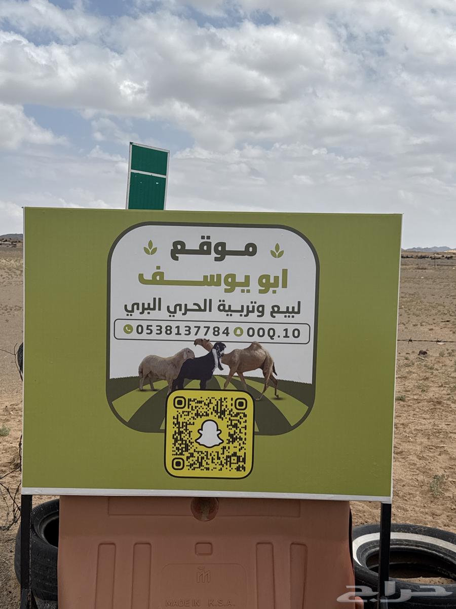 Fresh sheep meat for sale, available in Afif and Sulaik.63134209508098110