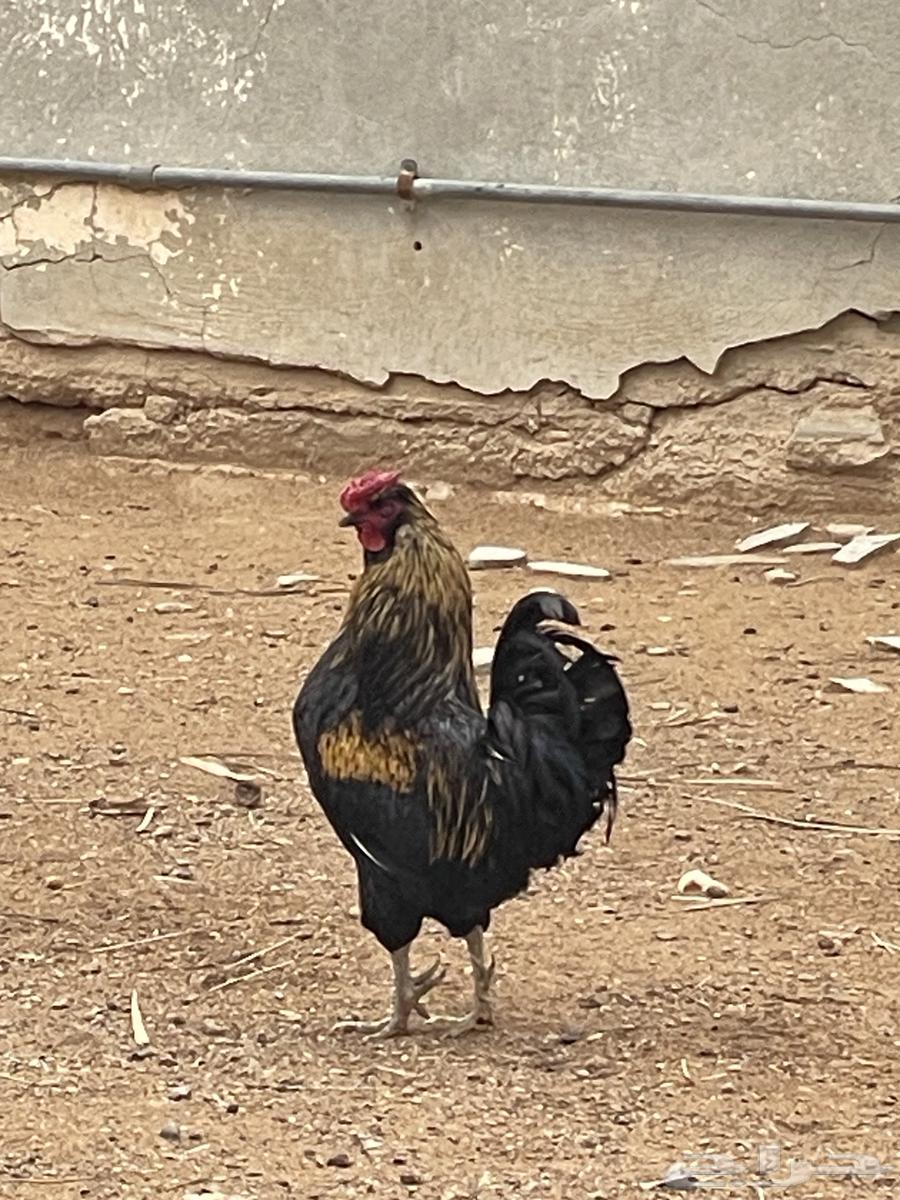 ديوك بلدي هجين قطني او مايسمى بالسلكي63161306957059113