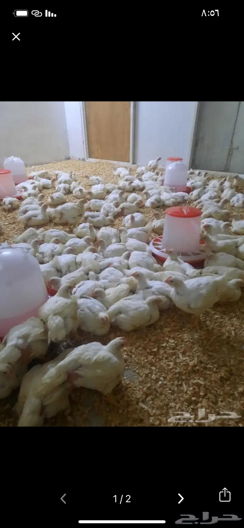 Fresh broiler chicken631357279132171125