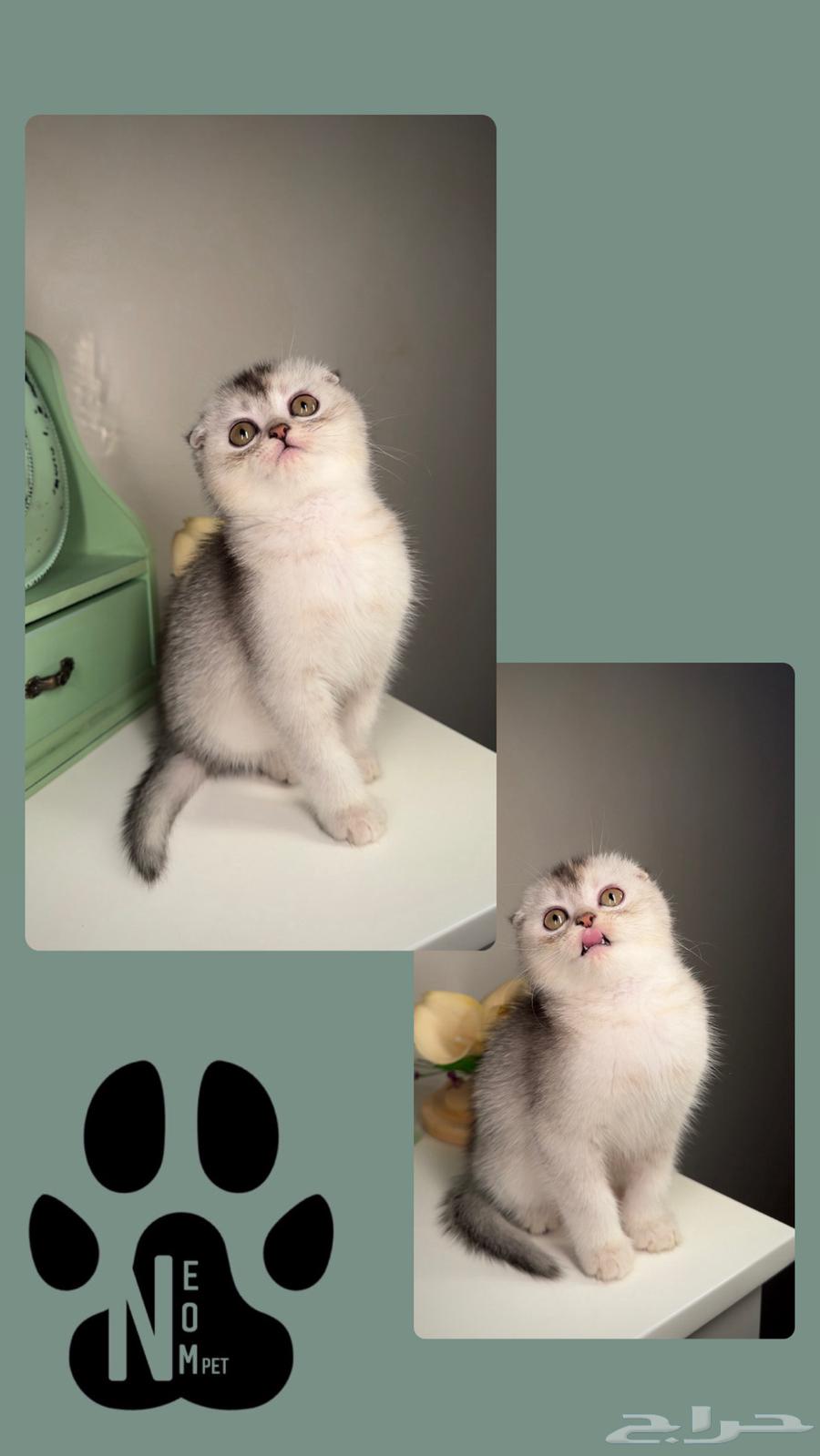 Scotch Fold Gold kittens for sale, male and female, Persian Half Persian.63492787015555114