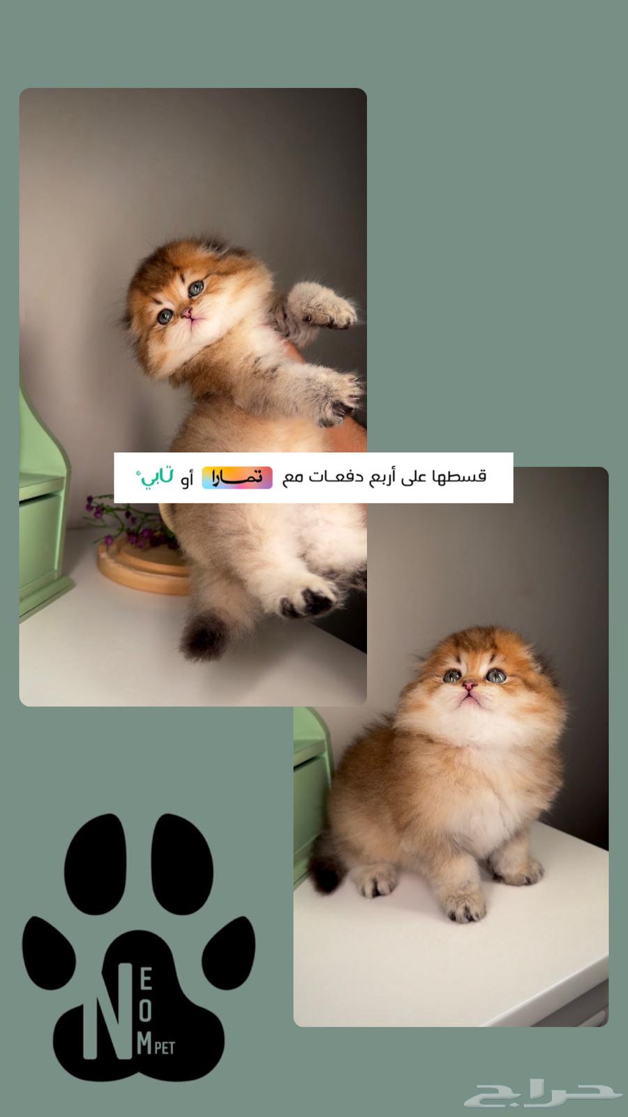 Scotch Triple Fold Long Hair Gold Kitten Shirazi Himalayan Cats for sale63492372484099111