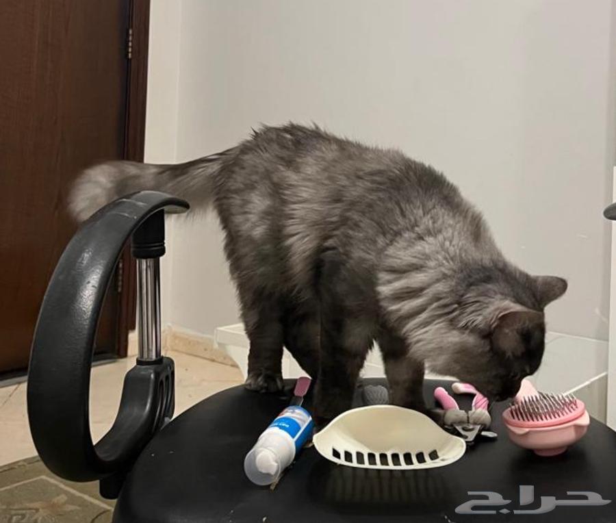 Siamese cat for adoption.63133293065345111