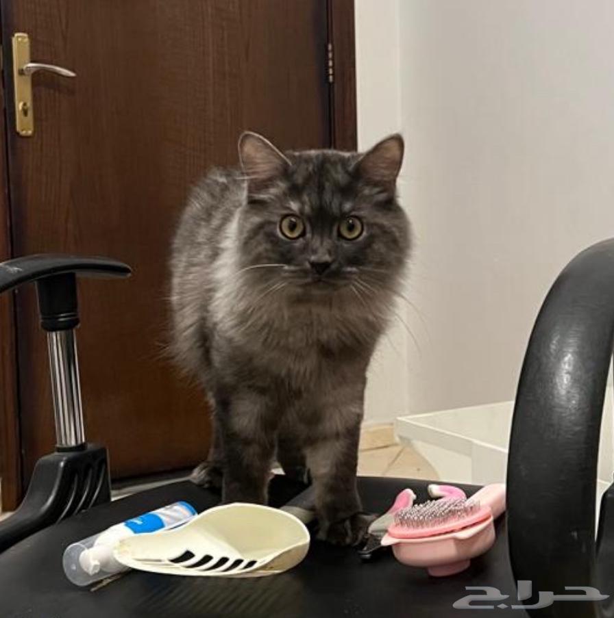 Siamese cat for adoption.63133293065345112