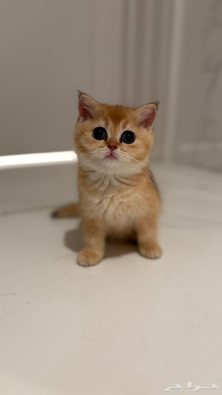 للبيع كتن انثى سكوتش ستريت630100438920991115