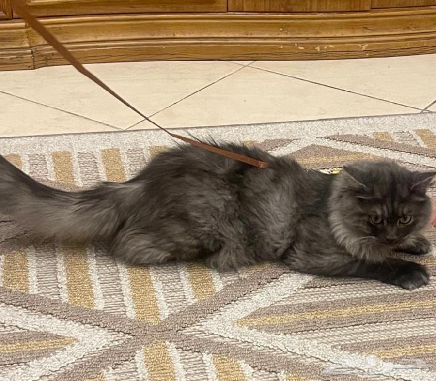 Siamese cat for adoption.63133293065345116