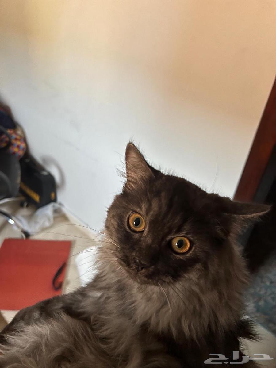 Siamese cat for adoption.63133293065345113