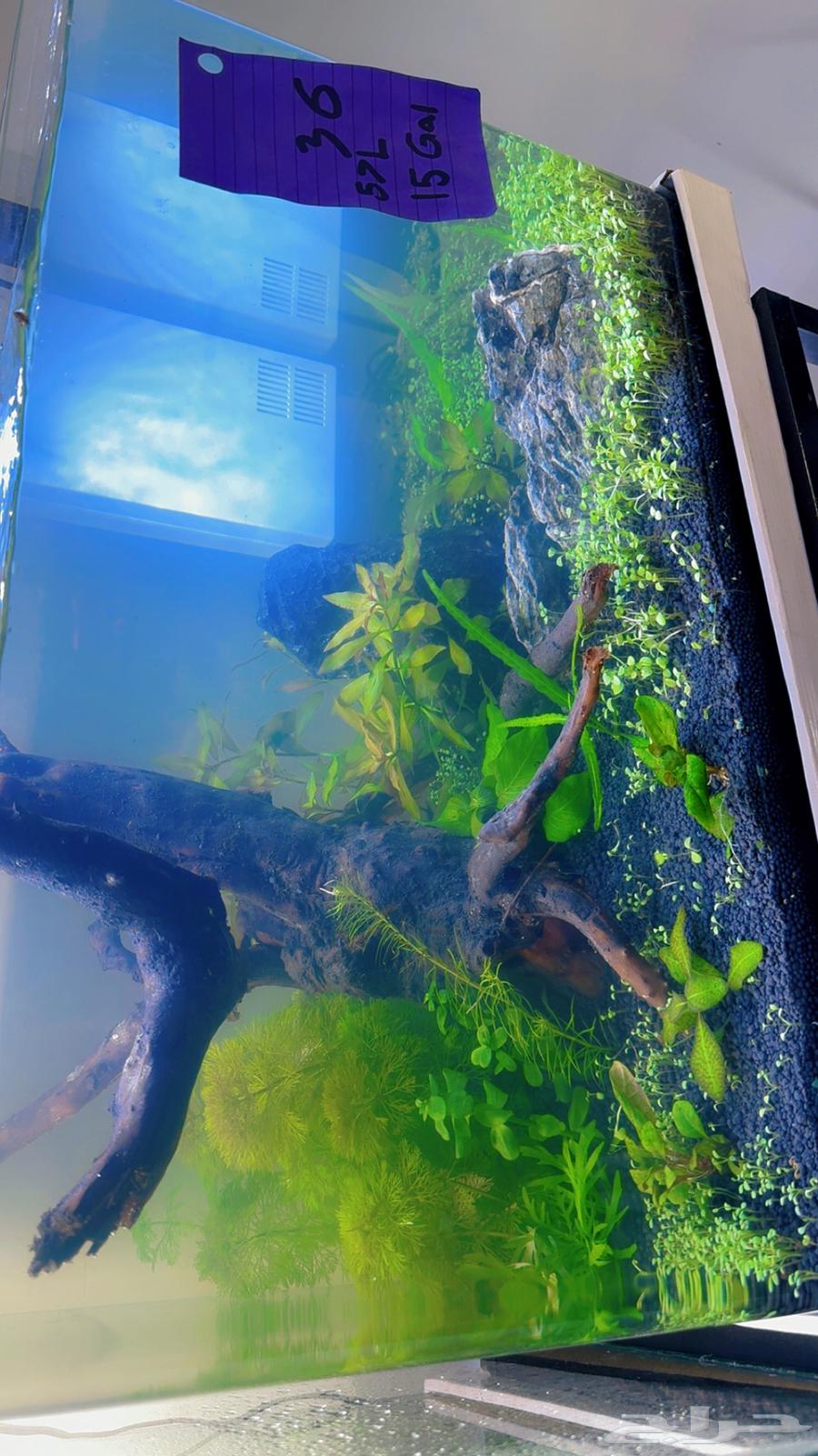Natural fish pond including63130684125185112