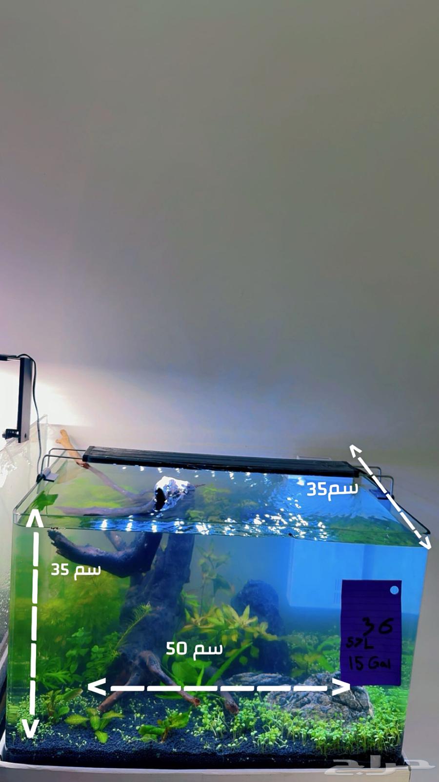 Natural fish pond including63130684125185114