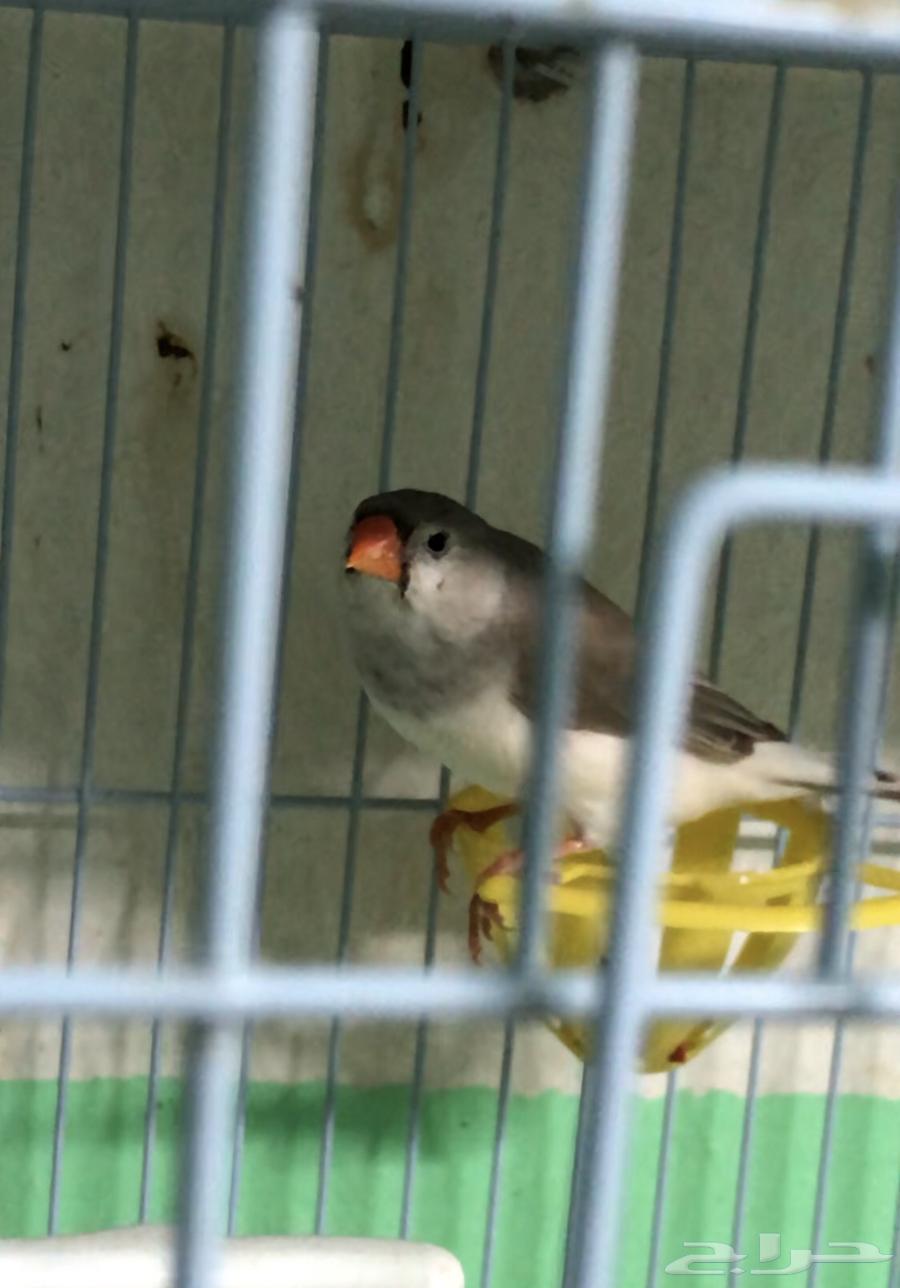 طفرات زيبرا بطريقي و جن باستيل منتجه وجاهزه63151176163074113