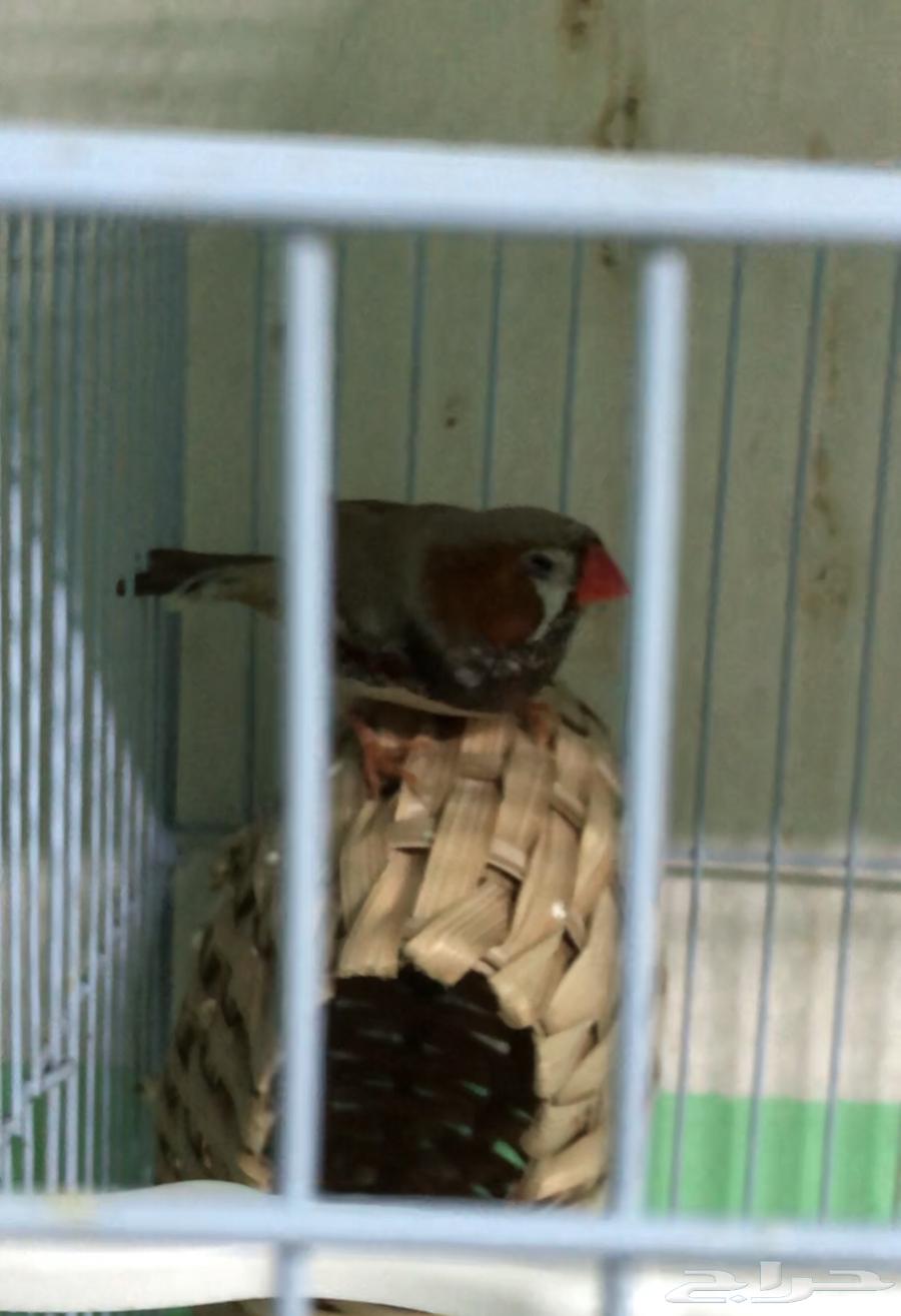 طفرات زيبرا بطريقي و جن باستيل منتجه وجاهزه63151176163074112
