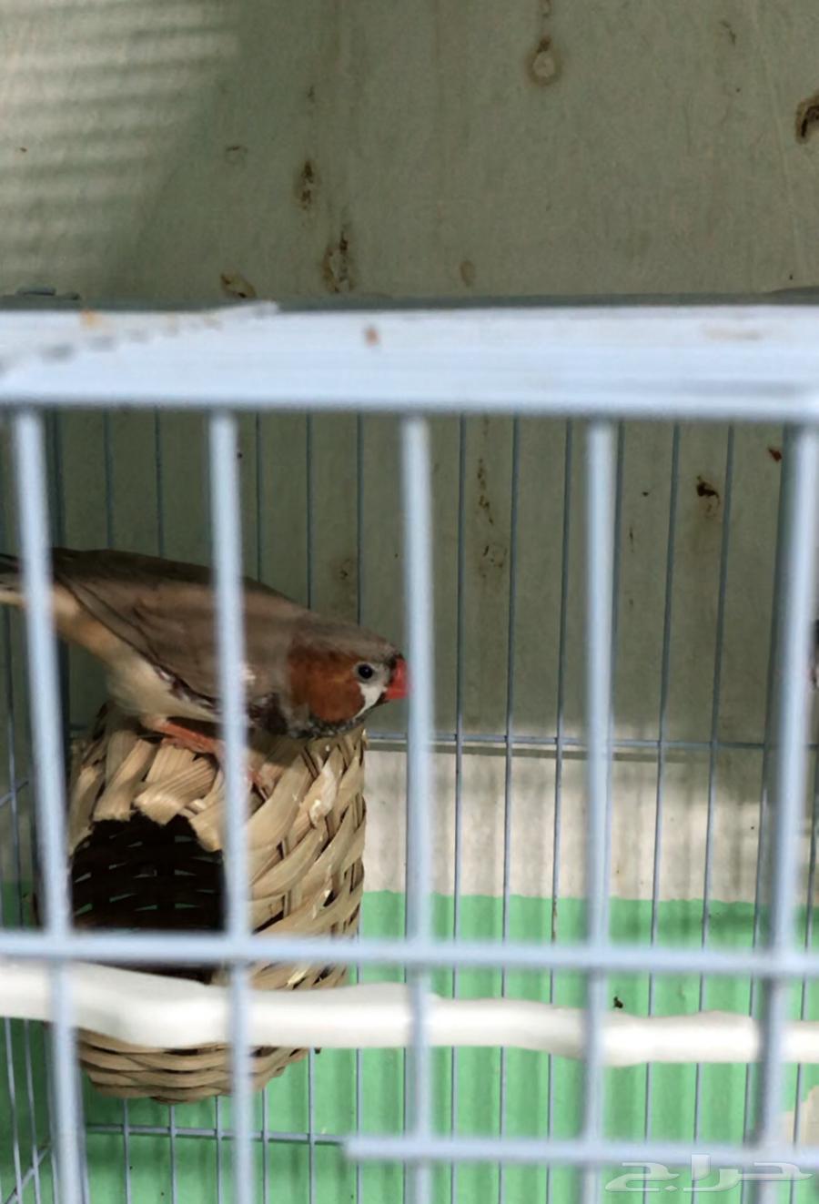 طفرات زيبرا بطريقي و جن باستيل منتجه وجاهزه63151176163074114