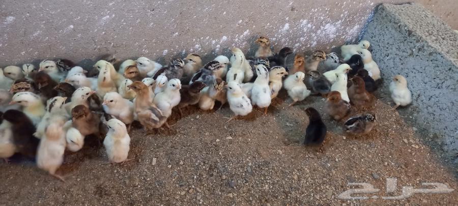 Local chicks63130293759234111