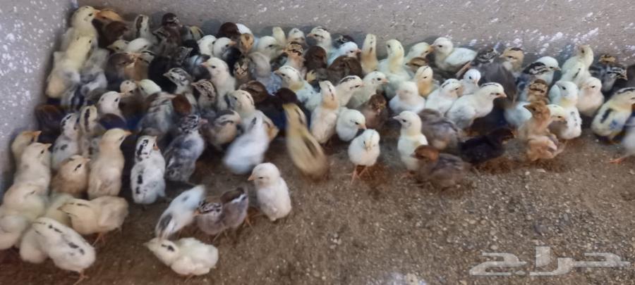 Local chicks63130293759234112