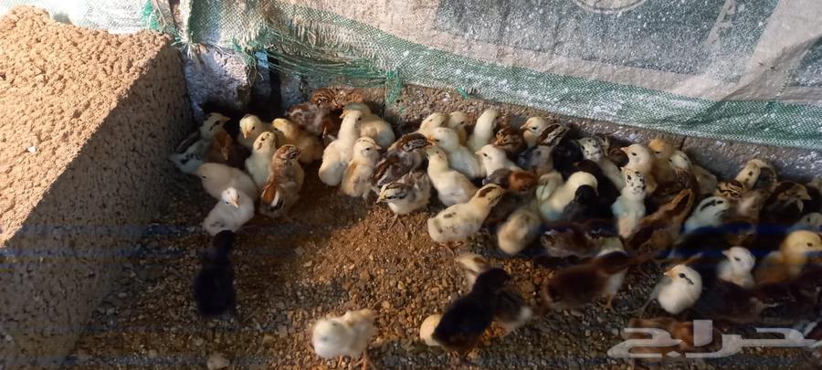 Local chicks63130293759234113