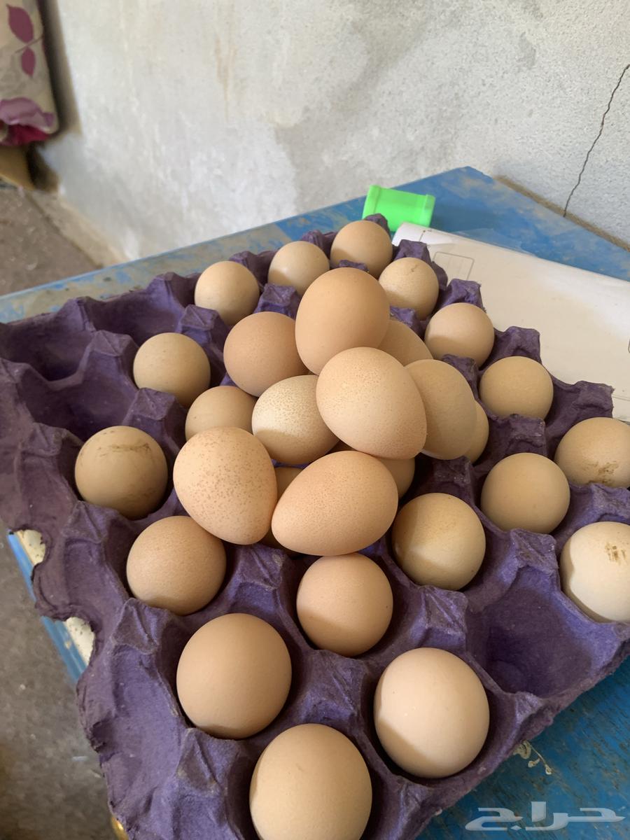 For sale: Pharaonic eggs, collected 3 days ago, fertilized, quantity one tray63129466452867111
