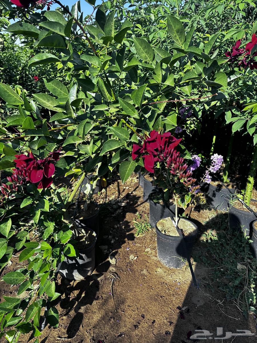 All shade and ornamental trees (rare), details inside the advertisement, Najran63122661020673114