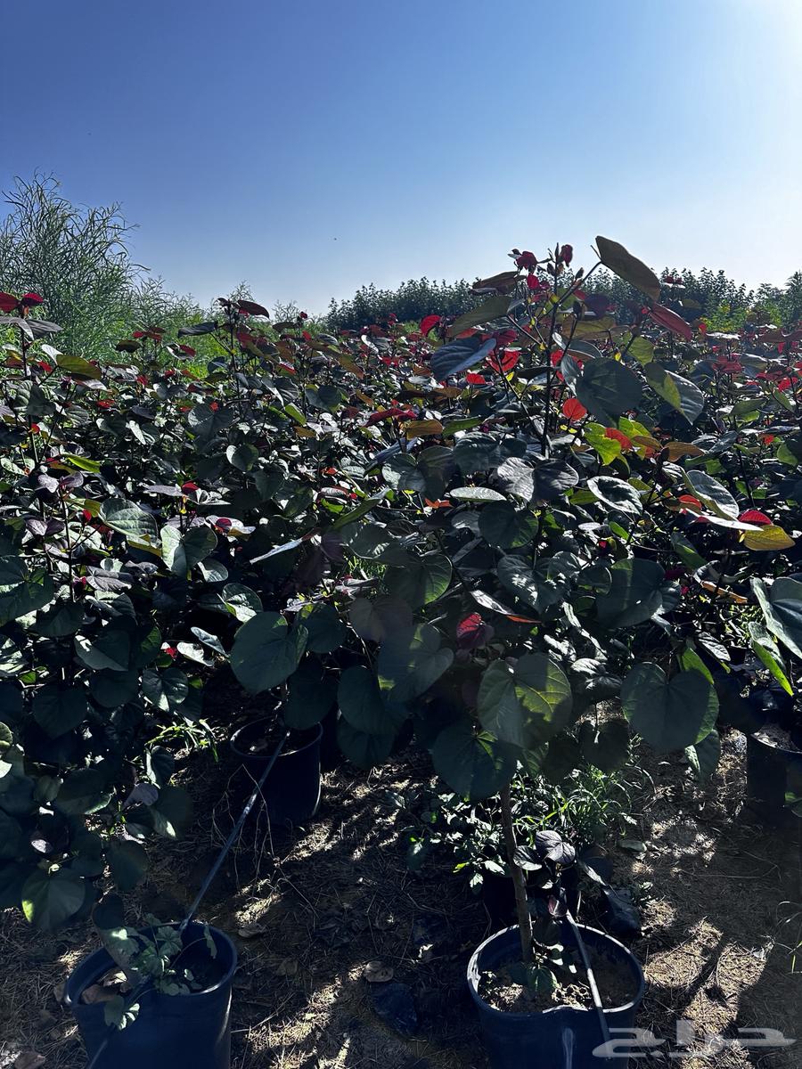 All shade and ornamental trees (rare), details inside the advertisement, Najran63122661020673117